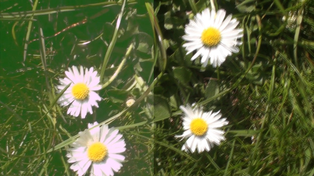 comparison of still from daisies 2014 music video by keef chemistry